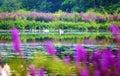 White swans and purple wild flowers on the Charles River in Summer