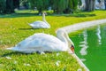 White Swans Resting by the Pond in the Park Royalty Free Stock Photo