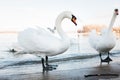 White swans on the river shore in sunset