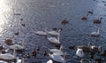 White Swans. River Sunset Swan