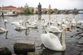 White swans on the river Vltava next to the Charles Bridge, Prague, Czech Republic. Tourism attraction Royalty Free Stock Photo