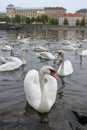 White swans on the river Vltava next to the Charles Bridge, Prague, Czech Republic. Tourism attraction Royalty Free Stock Photo