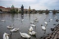 White swans on the river Vltava next to the Charles Bridge, Prague, Czech Republic. Tourism attraction Royalty Free Stock Photo