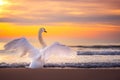 Beautiful Swan With Open Wings standing on the beach, beautiful sea sunrise