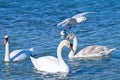 White swans and seagul