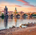 White swans on the shore of Vltava river. Superb summer sunrise on Prague with Charles bridge Karluv Most on background