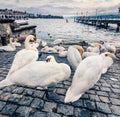 White swans on the shore of Zurichsee lake. Gloomy morning cityscape of Zurich town.