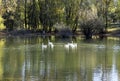 White swans in a small lake in Bundek city park