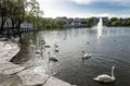 White swans in a small lake at Byparken park in Stavanger city center