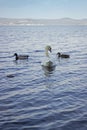 White swans and small Mallards swim in the lake of Bracciano