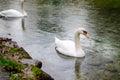 White swans Royalty Free Stock Photo