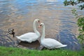White swans Royalty Free Stock Photo