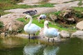 2 white swans stand on the lake shore. Royalty Free Stock Photo