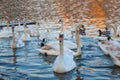 White swans at sunset in wild nature Royalty Free Stock Photo