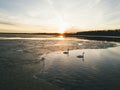 White swans. Sunset over the pond. Royalty Free Stock Photo