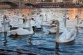 White swans at sunset in wild nature Royalty Free Stock Photo