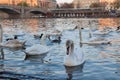 White swans at sunset in wild nature Royalty Free Stock Photo