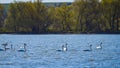 White swans swim in a big natural lake, countryside area on quiet early spring morning, willow trees on opposite bank, tender wave