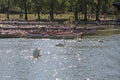 Swans Dive into an Illuminated Lake