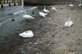 White swans swim near the pier on the Baltic Sea. Royalty Free Stock Photo