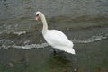 White swans swim near the pier on the Baltic Sea. Royalty Free Stock Photo