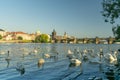 White swans swim near the river bank in prague,
