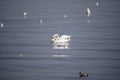 White swans swim together with seagulls