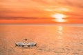 2 white swans swim in the waters of the Baltic Sea in a stunning orange sunset. The swans are facing each other and form a heart Royalty Free Stock Photo