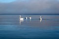 White swans swimming near the coast of Baltic sea on a misty day