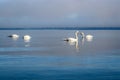 White swans swimming near the coast of Baltic sea on a misty day