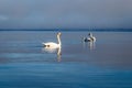 White swans swimming near the coast of Baltic sea on a misty day