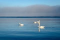 White swans swimming near the coast of Baltic sea on a misty day