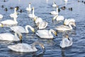 White swans swimming in the nonfreezing winter lake Royalty Free Stock Photo