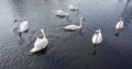 White swans swimming in the river.