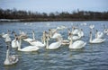 White swans swimming in river water in the early spring.