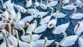 White swans swimming in sea water in winter Royalty Free Stock Photo