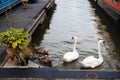White swans swimming in the water between pontoons in a marina