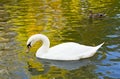 White swans swims Royalty Free Stock Photo