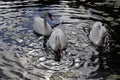 The white swans swims on water. Wild nature