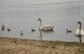 White Swans and there baby gooselings