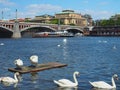 Swans on Veltava River, Czech Republic Royalty Free Stock Photo