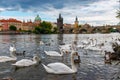 White swans on the Vltava river against the background of Charles Bridge, Prague, Czech Republic Royalty Free Stock Photo