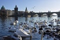 White swans on the Vltava river near Charles Bridge in Prague Czech Republic Royalty Free Stock Photo