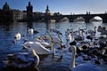 White swans on the Vltava river near Charles Bridge in Prague Czech Republic Royalty Free Stock Photo