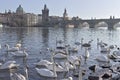 White swans on the Vltava river near Charles Bridge in Prague Czech Republic Royalty Free Stock Photo