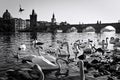 White swans on the Vltava river near Charles Bridge in Prague Czech Republic Royalty Free Stock Photo