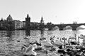 White swans on the Vltava river near Charles Bridge in Prague Czech Republic Royalty Free Stock Photo