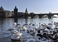 White swans on the Vltava river near Charles Bridge in Prague Czech Republic Royalty Free Stock Photo