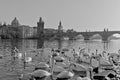 White swans on the Vltava river near Charles Bridge in Prague Czech Republic Royalty Free Stock Photo