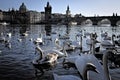 White swans on the Vltava river near Charles Bridge in Prague Czech Republic Royalty Free Stock Photo